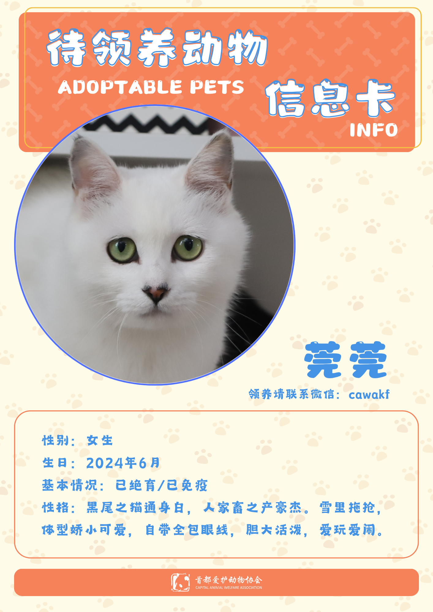 莞莞-猫-2024年6月