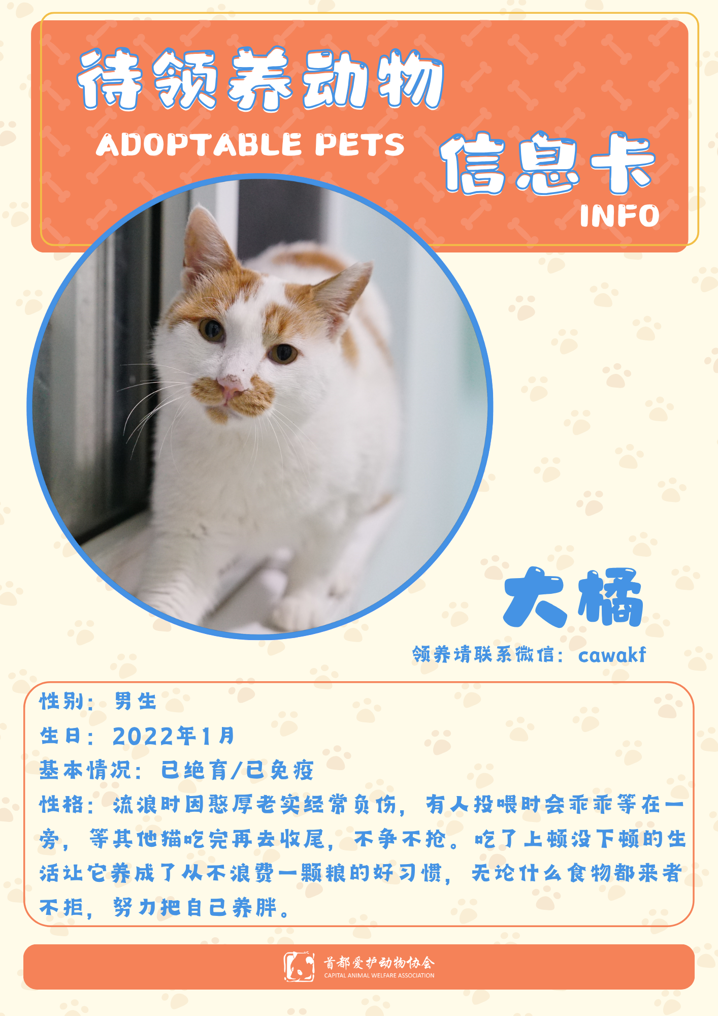 大橘-猫-2022年1月