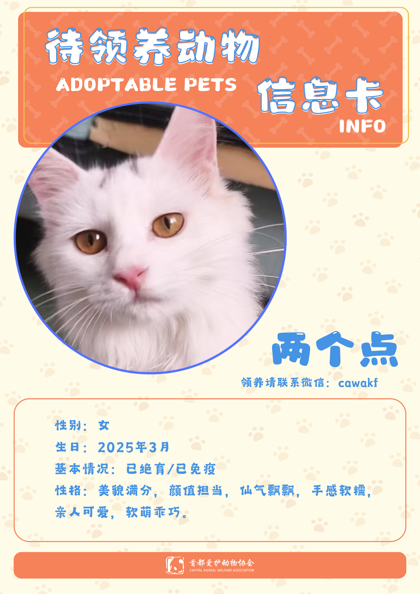 两个点-猫-2025年3月