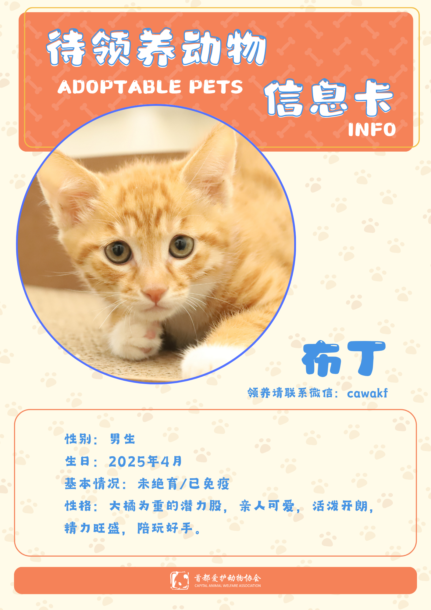 布丁-猫-2025年4月