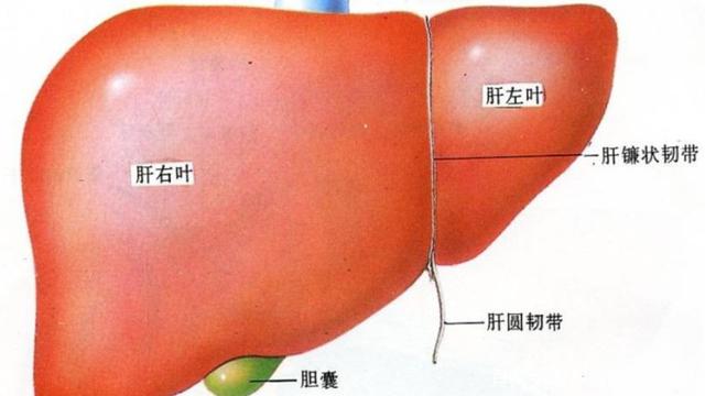 肝脏不好身体会出现哪些症状?做肝功能检查哪家医院好