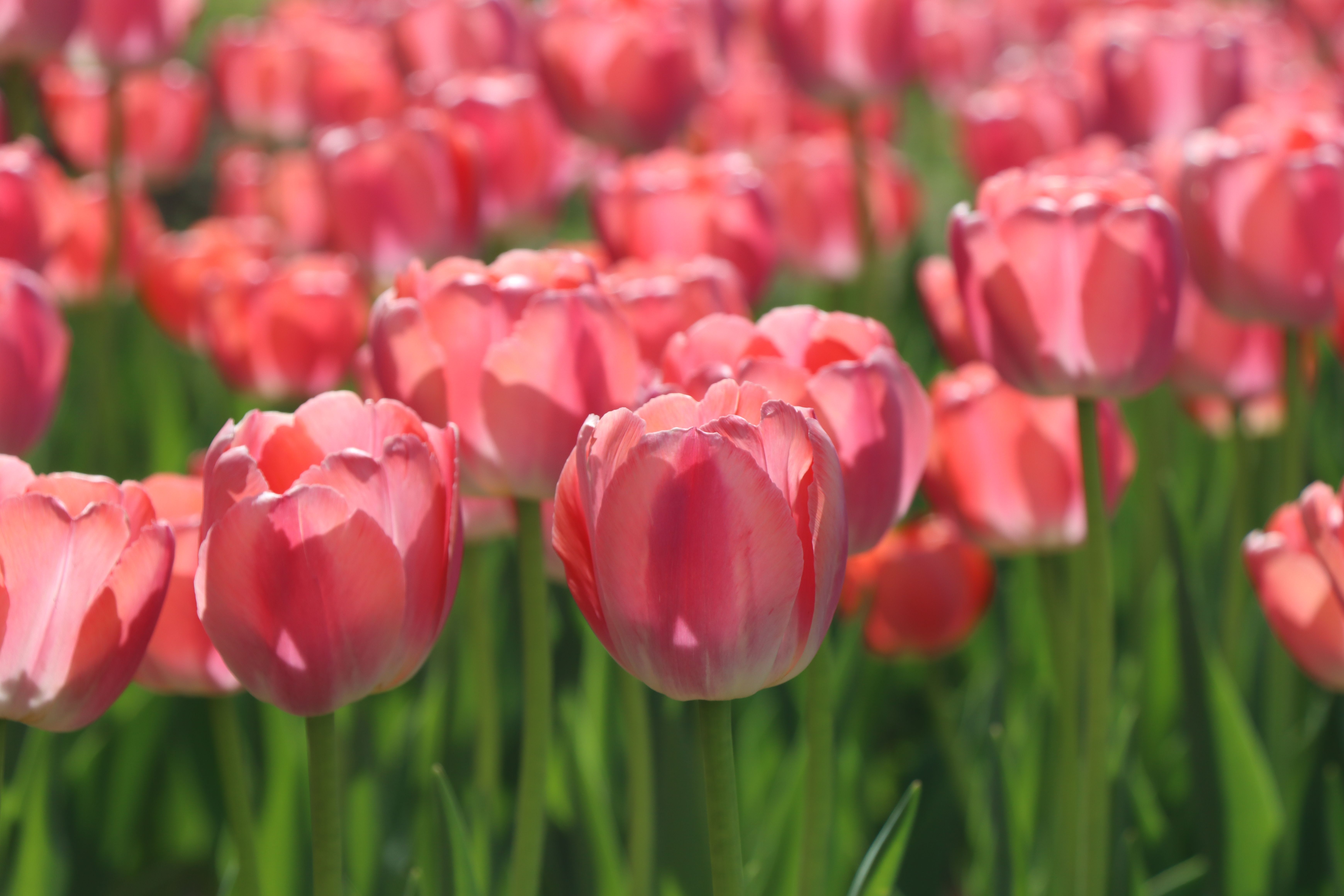 Take You into Shanxi’s Flower World